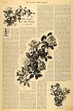 1893 Article Story of the Roses Flowers H. H. Battles Botanical Flowers - Original Print Article