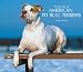 American Pit Bull Terriers, For the Love of 2008 Deluxe Wall Calendar by BrownTrout Publishers