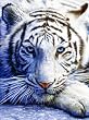 White Tiger Face 1000pc Jigsaw Puzzle by David Penfound