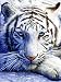 White Tiger Face 1000pc Jigsaw Puzzle by David Penfound