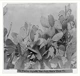 Historic Print (L): Cactus Giganta, San Jose, Santa Clara County