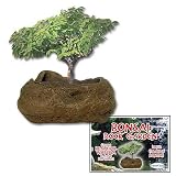 Grow Your Own Bonsai Rock Garden