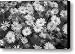 LEOPARD'S BANE - Infrared Canvas Print / Canvas Art - Artist Daniel Hagerman