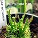 Threadleaf Sundew Plant -Drosera filiformis-Carnivorous
