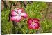 Canvas Prints of Desert Rose - close-up of flowers from Ardea Wildlife Pets
