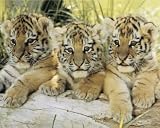 Three Tiger Cubs (On Log) Art Poster Print - 16
