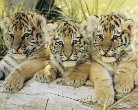 Three Tiger Cubs (On Log) Art Poster Print - 16