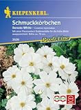 Eigenschaften Kiepenkerl - Blumen-Saatgut  / Cosmos bipinnatus Schmuckkörbchen Sonata White