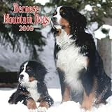 Bernese Mountain Dogs 2009 Calendar