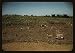 Photo Harvesting sugar cane in a burned field, vicinity of Guanica, Puerto Rico. Burning the sugar cane gets rid of the