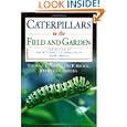 A Field Guide to the Butterfly Caterpillars of North America