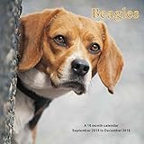 Beagles Calendar - 2016 Wall calendars - Dog Calendars - Monthly Wall Calendar by Magnum
