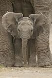 Big Ears (Baby Elephant) Art Poster Print - 24 X 36