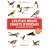 Les plus beaux chants d'oiseaux : 40 Virtuoses de France (1CD audio)