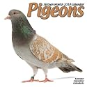 Pigeons 16 Month 2010 Calendar