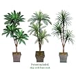 Three 6' Triple Head Artificial Trees: Yucca + Cycas + Bird Nest