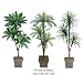 Three 6' Triple Head Artificial Trees: Yucca + Cycas + Bird Nest, with No Pot,