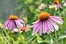 Echinacea Purpurea Flower - 24