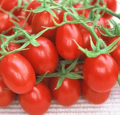 Childrens Toyshop  Outdoor Living : Red Plum Tomato 30 Seeds - Heirloom