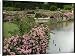 Canvas Prints of Brambles and pink flowers beside a lake from Mary Evans