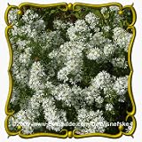 Heath Aster (Aster ericoides) Jumbo Wildflower Seed Packet - 2000 Seeds