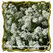 1 Oz Heath Aster (Aster ericoides) Bulk Wildflower Seeds