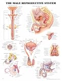 The The Male Reproductive System Anatomical Chart