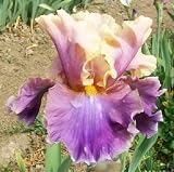 1 'Chasing Rainbows' Tall Bearded Iris Potted Rhizome