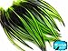 Rooster Feathers; LIME GREEN Laced Rooster Cape Feathers - 4 to 7 Inches long - 10 Pieces