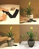 VIVA! Plant Protector Net- Prevents children & pets from digging in & eating the soil of potted plants. Longlasting & Non-Toxic. Fits any shape pot. Never needs to be removed. Lets water in but keeps small paws out! Comes in 3 Sizes. Size LARGE.