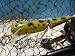St.Clair Bait Co. Musky Minnow - Crackle Frog - Muskie Lure