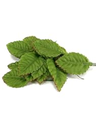 Home: Fake Leaves Silk Green Brown Rose Leaves Fabric Artificial Leaf with Wire Stem Wedding Bouquet Make Hair Clips Size#7 - Thailand