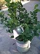 Key Lime Tree Two Gallon Plant