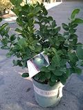 meyer lemons trees-Key Lime Tree Two Gallon Plant  Free Shipping