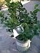 Key Lime Tree Two Gallon Plant