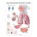 The Respiratory System