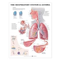 The Respiratory System
