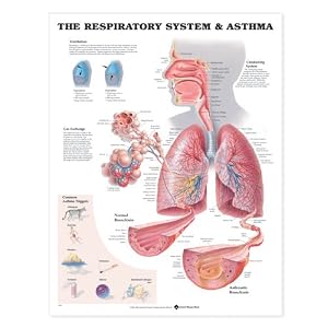 The Respiratory System Anatomical Chart Lung Anatomy Poster