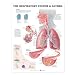 The Respiratory System