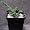 Dwarf Upright Canadian Hemlock True Bonsai
