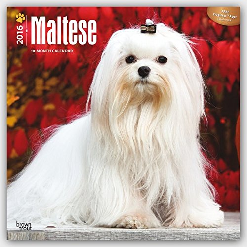 Maltese 2016 Square 12x12 (Multilingual Edition)
