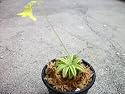Pinguicula Lutea Butterwort Carnivorous Plant