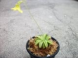 Pinguicula Lutea Butterwort Carnivorous Plant