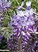 Tropica - bonsaï - glycine de Chine (Wisteria sinensis) - 4 graines