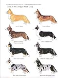 Corgi. The Illustrated Standard of the Cardigan Welsh Corgi, Format 28 cm x 21 cm