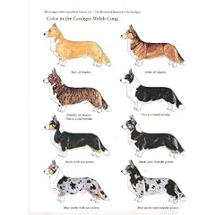 Corgi. The Illustrated Standard of the Cardigan Welsh Corgi, Format 28 cm x 21 cm