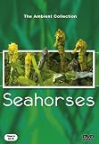 Seahorses