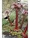 Photographic Prints of Sempervivum tectorum from Science Photo Library