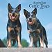 Australian Cattle Dogs 2009 Wall Calendar