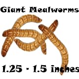 500ct Live Giant Mealworms-Reptile, Best Bait, Bluebirds (Free Shipping)